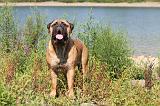 BULLMASTIFF 098